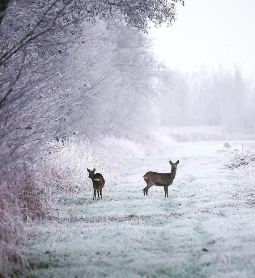Prive In Een Bosrijke Omgeving Welkom Bij Gastenverblijf Het Ontsnapte Schaap In Jubbega Екстер'єр фото
